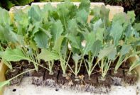 грижа за разсад kohlrabi