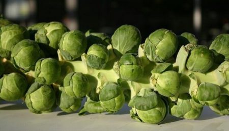 Brussels sprouts