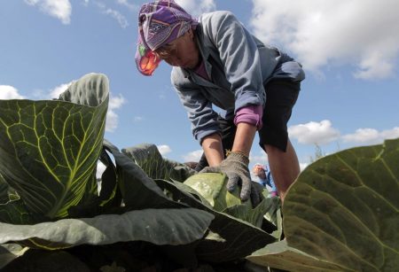 Kopūstų derliaus nuėmimo procesas