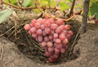 гроздова характеристика