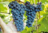 Амурско грозде