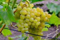 Грозде Кишмиш