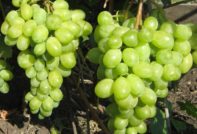 Грозде Тимур