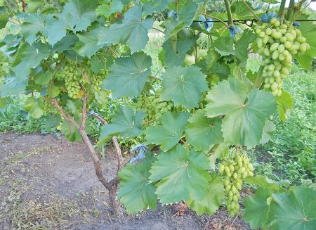 Отглеждане на грозде