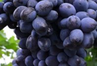 грозде 