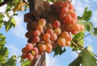 Сорт грозде тифи