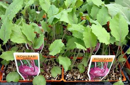 trồng cây giống