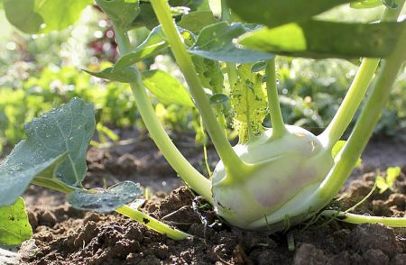 chiếu sáng cho bắp cải