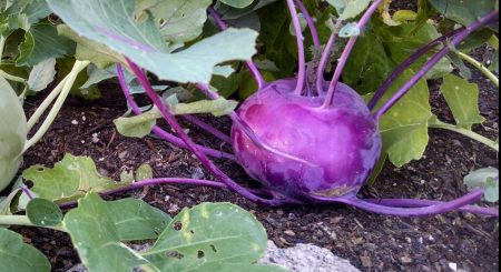 mẹo trồng trọt