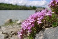 Varietats i tipus de farigola amb foto i descripció