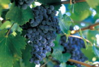 Едроплодни сортове грозде за централна Русия: отзиви