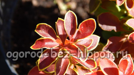 възхищение