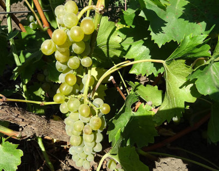 Грозде Бианка