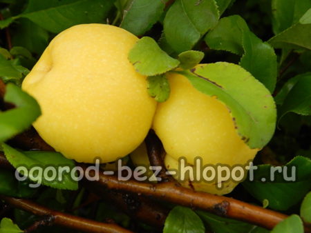 quince fruits