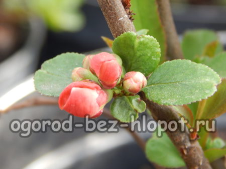 quince flowering