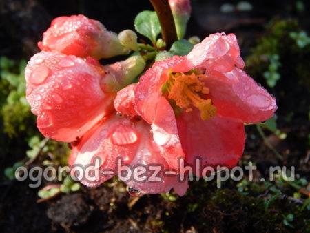 quince flower