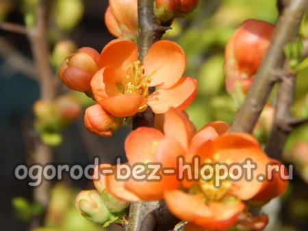 quince flower