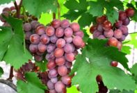 Гроздето от Дашун