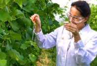 Колко захар има в гроздето