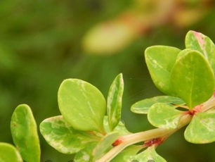 Сребърна красавица