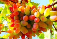 сорт грозде Дамски пръсти