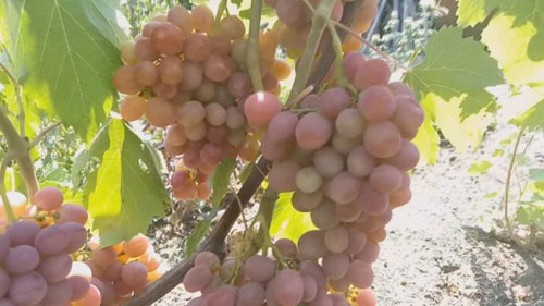 хибриден сорт Дашун