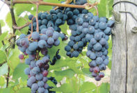 Сорт грозде Levokumskiy