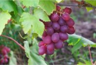 Грозде в памет на хирурга