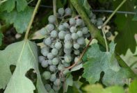 контрол на бялата плака