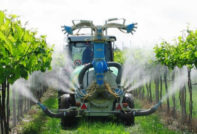 Как и кога да пръскаме грозде