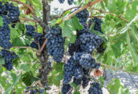 Грозде черна перла