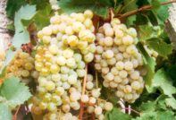 Цитрон Магарача грозде