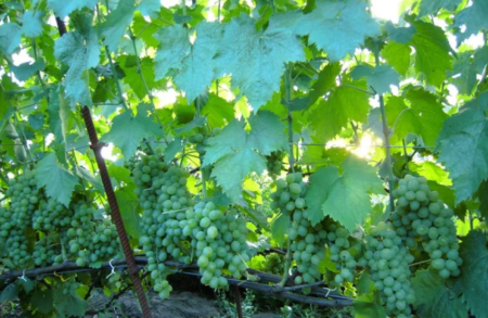 Гроздов храст