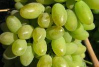 Елегантно супер