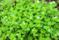 Отървете се от дървесни въшки