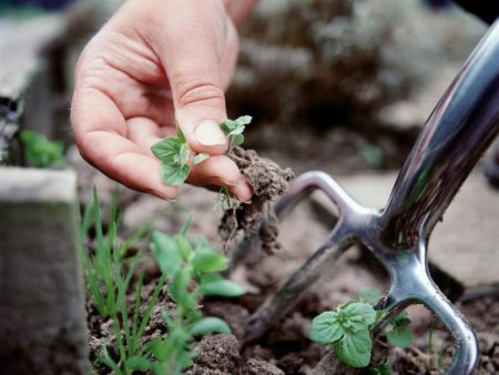 Chúng tôi đào với một cây chĩa
