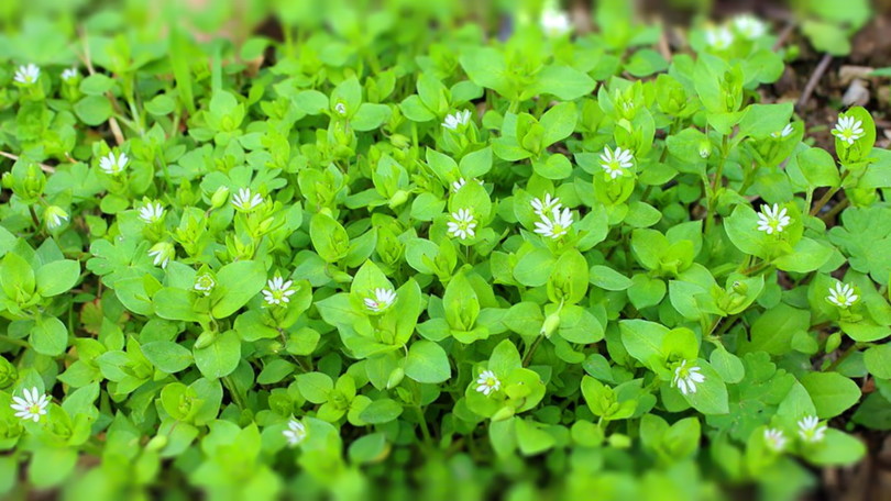 Отървете се от дървесни въшки