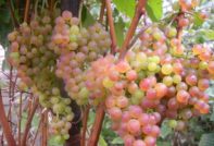 Коринка руски