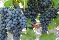 Maxi Черно грозде