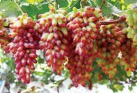 Грозде маникюр пръст