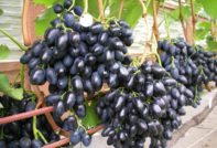 Надежда Азос