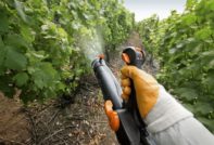 Как да пръскаме грозде