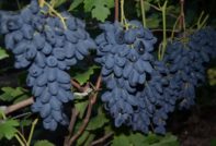 В памет на академик Дженеев