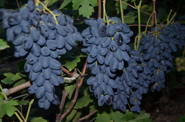 Trong ký ức của Viện sĩ Dzheneev