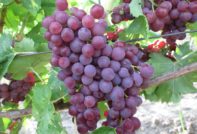 Грозде в памет на учителя