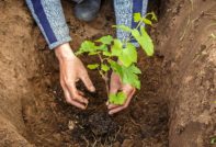 трансплантация на грозде