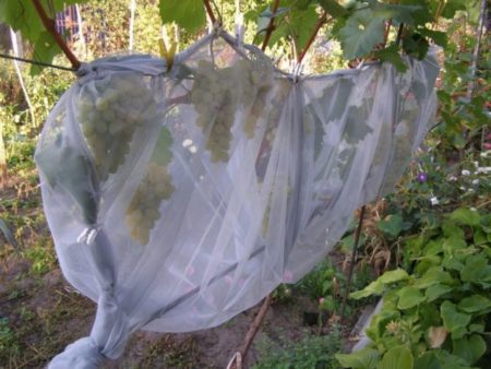 подслон за грозде