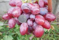 Подарък грозде на Ирина