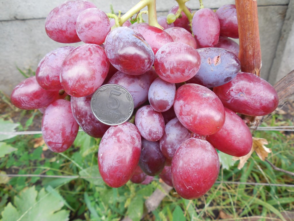 Vynuogių dovana Irinai