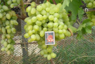 Подарък грозде Запорожие